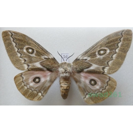 Gonimbrasia tyrrhea (Cramer, 1775) female ex. ovo South Africa 98mm1d